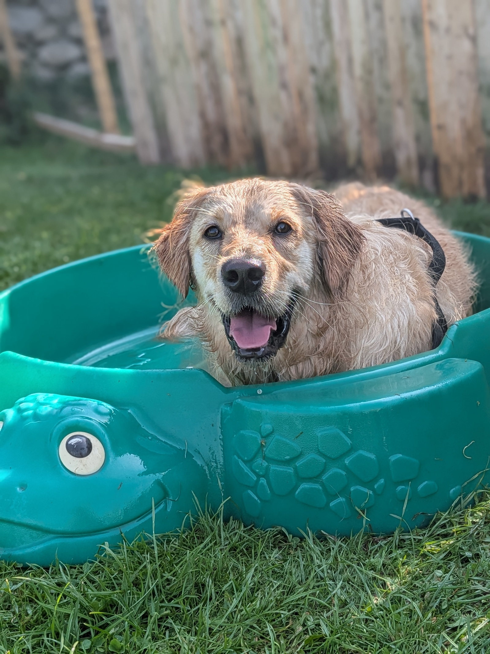 Dogs having fun